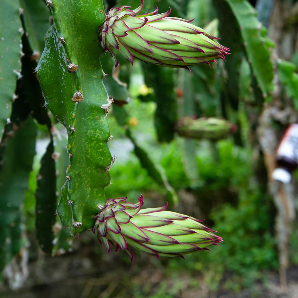 Hylocereus megalanthus - Gelbe Pitahaya