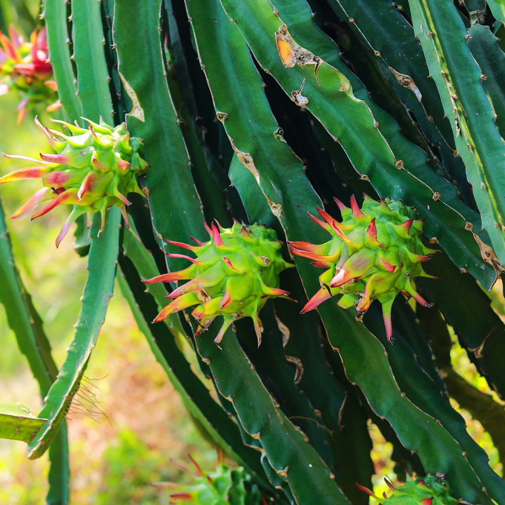 Chacam - Hylocereus undatus