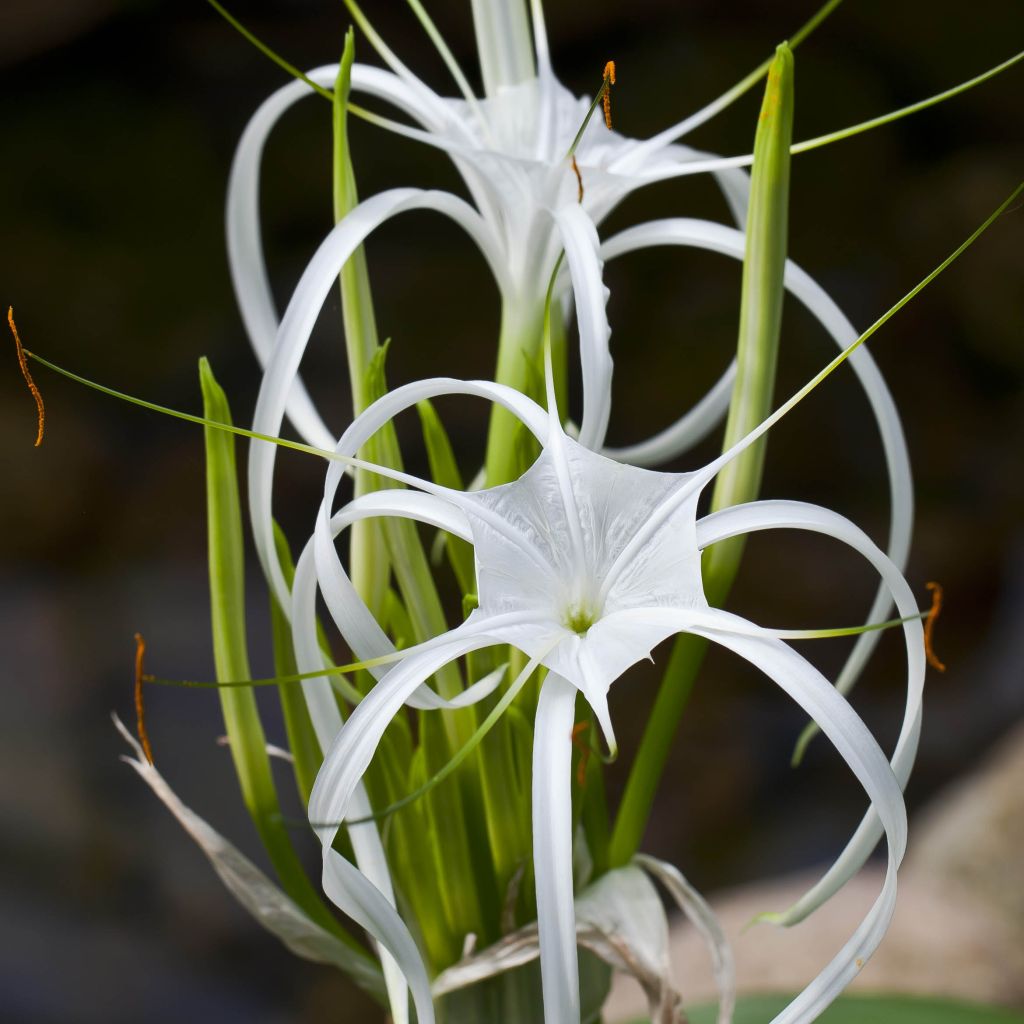 Hymenocallis longipetala - Ismene blanche