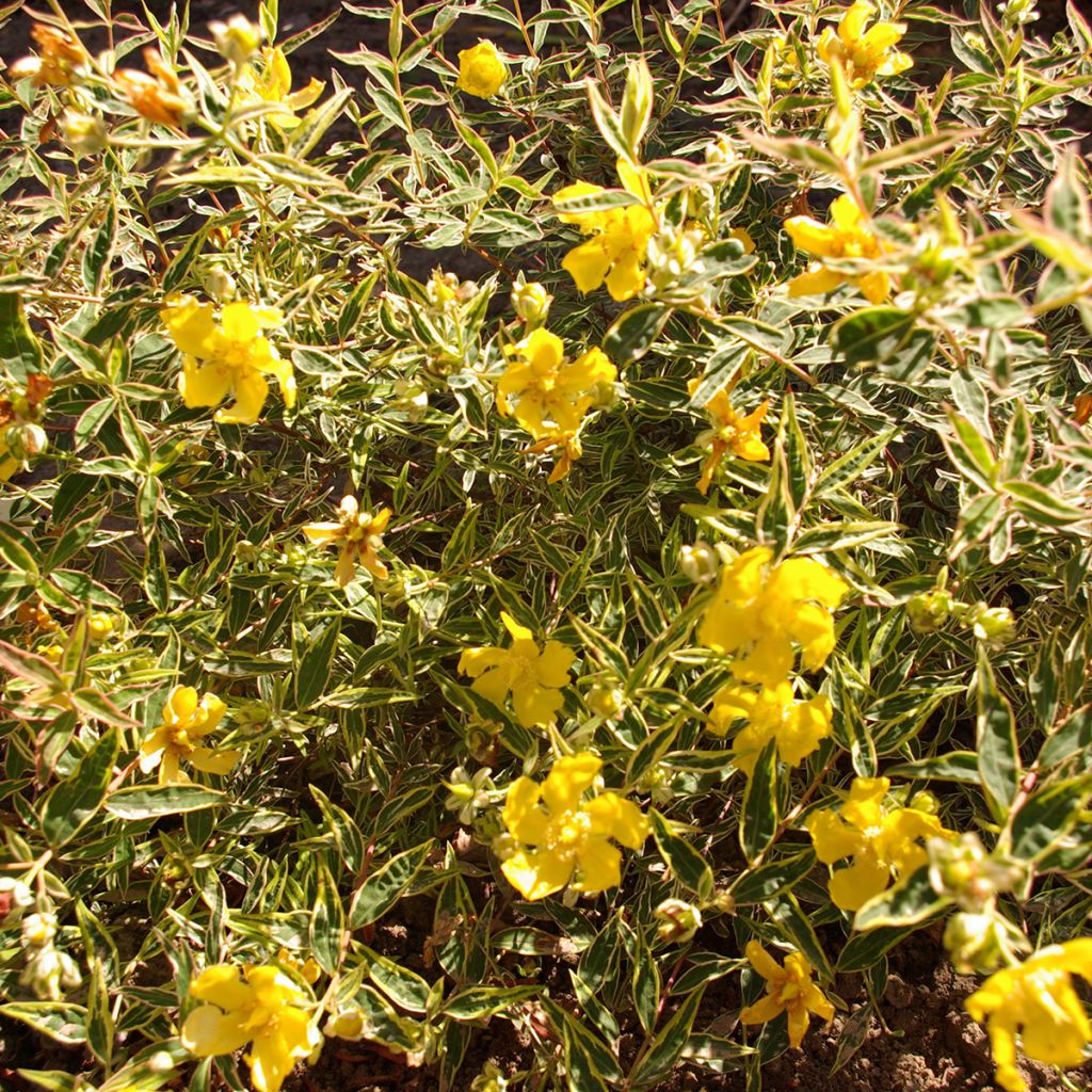 Hypericum Hidcote Limelight - Großblumiges Johanniskraut