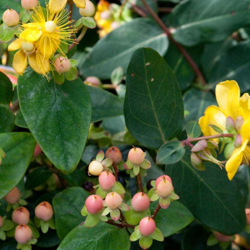 Hypericum inodorum Magical Beauty - Millepertuis