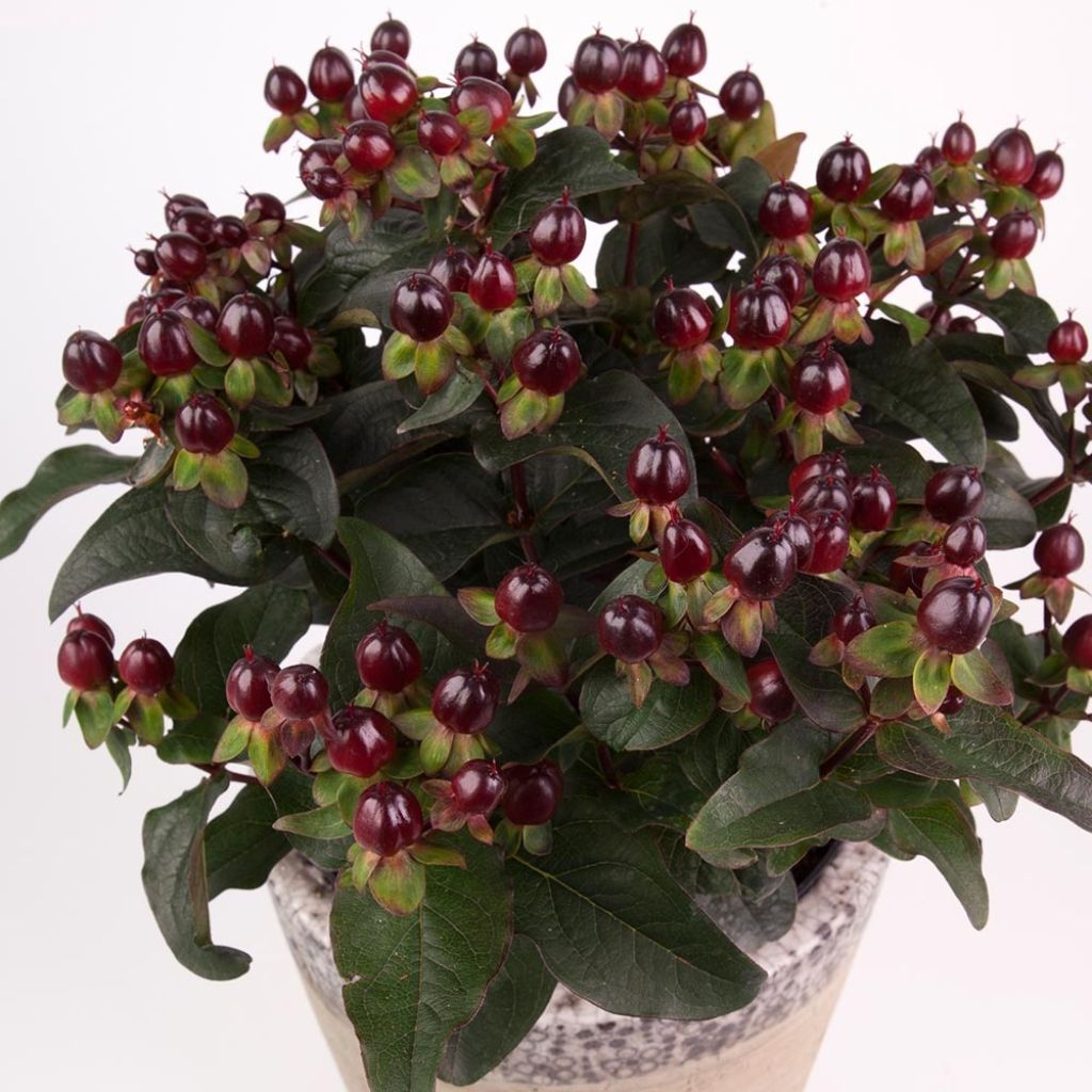 Hypericum MIRACLE Night - Johanniskraut