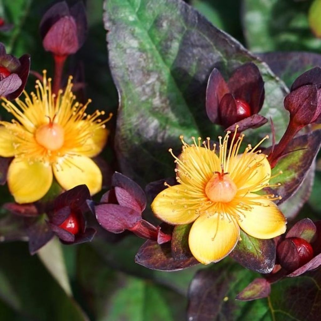 Millepertuis MIRACLE® Night - Hypericum