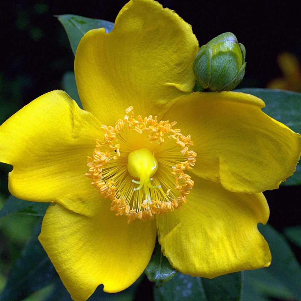 Hypericum Hidcote - Großblumiges Johanniskraut