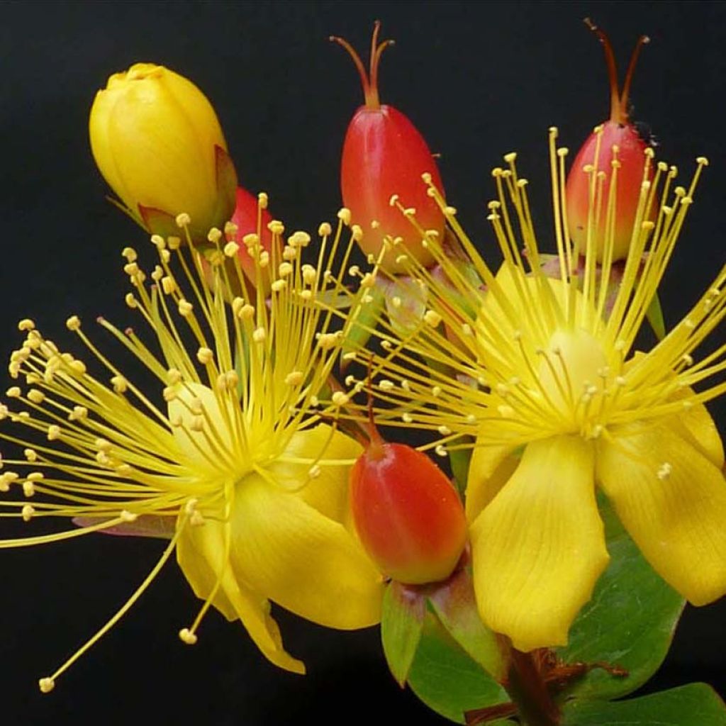 Hypericum inodorum Magical Red Flame - Millepertuis