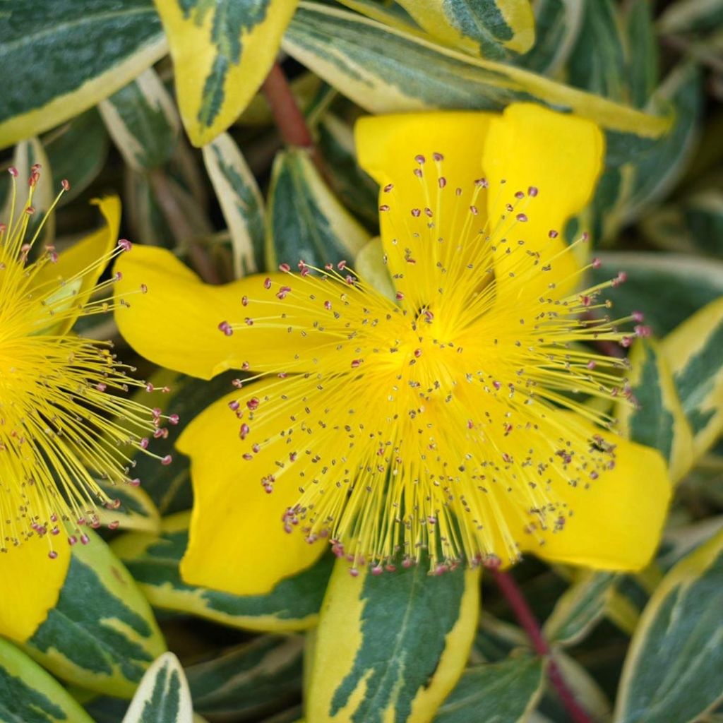 Hypericum calycinum Carnival - Kelchiges Johanniskraut