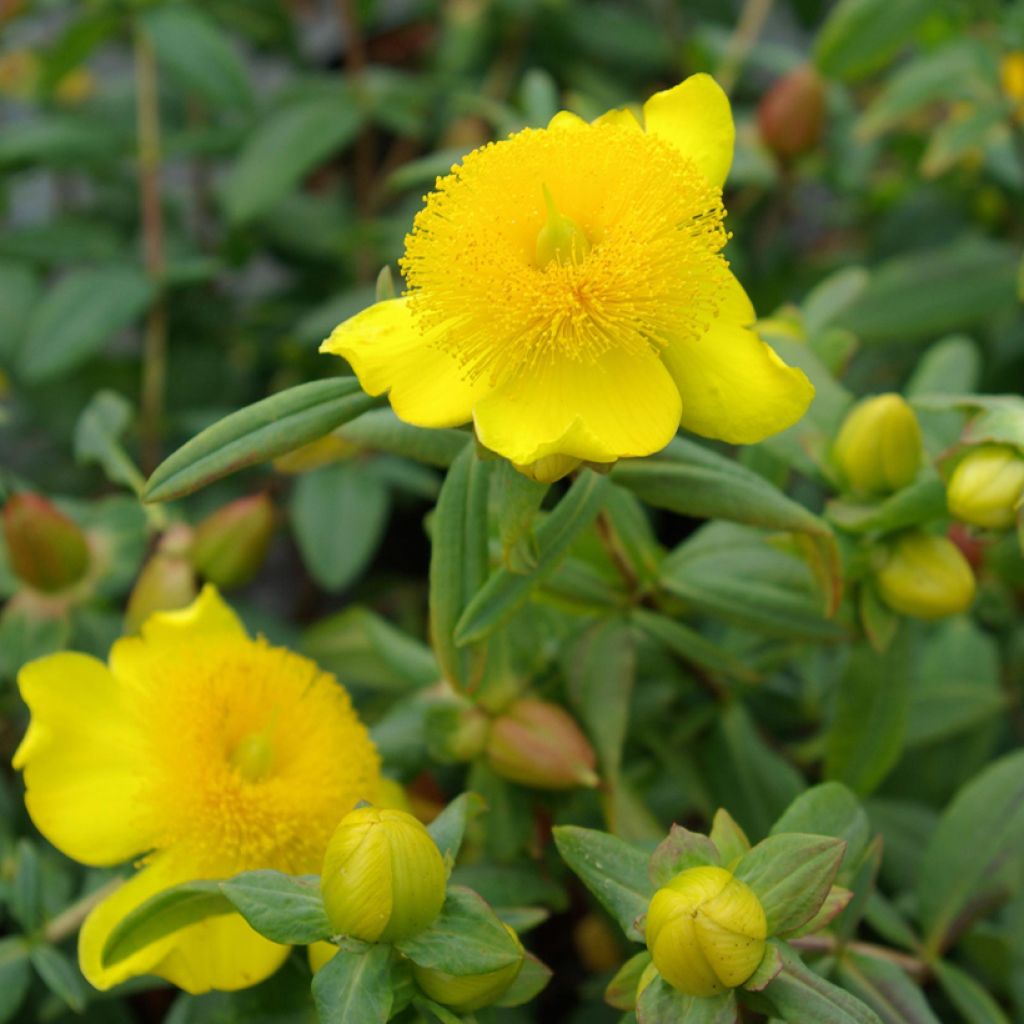 Hypericum frondosum Sunburst - Millepertuis