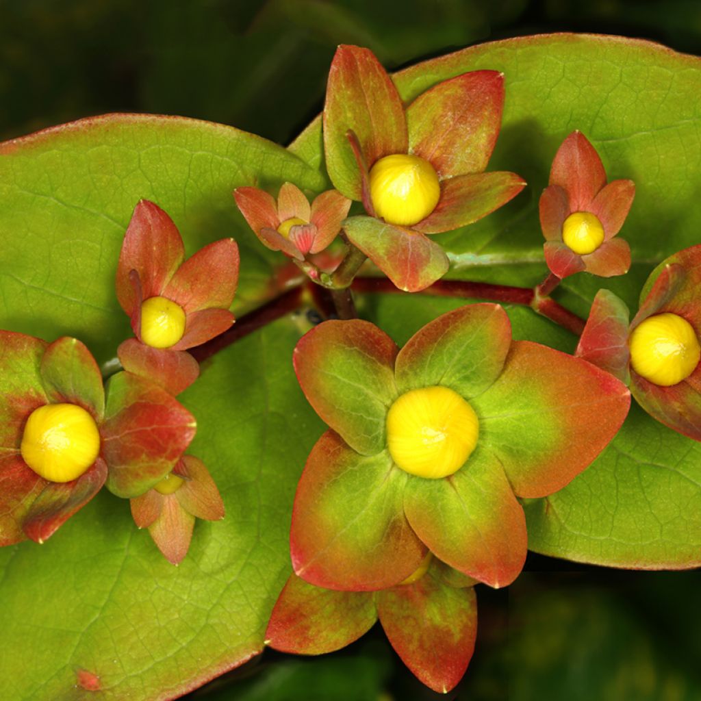 Hypericum Magical Red Flame - Johanniskraut