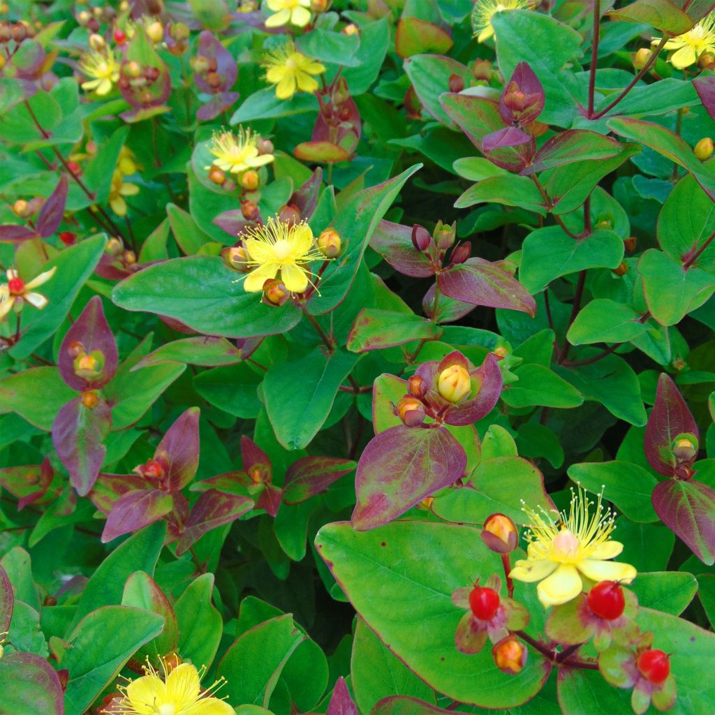 Millepertuis Rheingold - Hypericum inodorum 