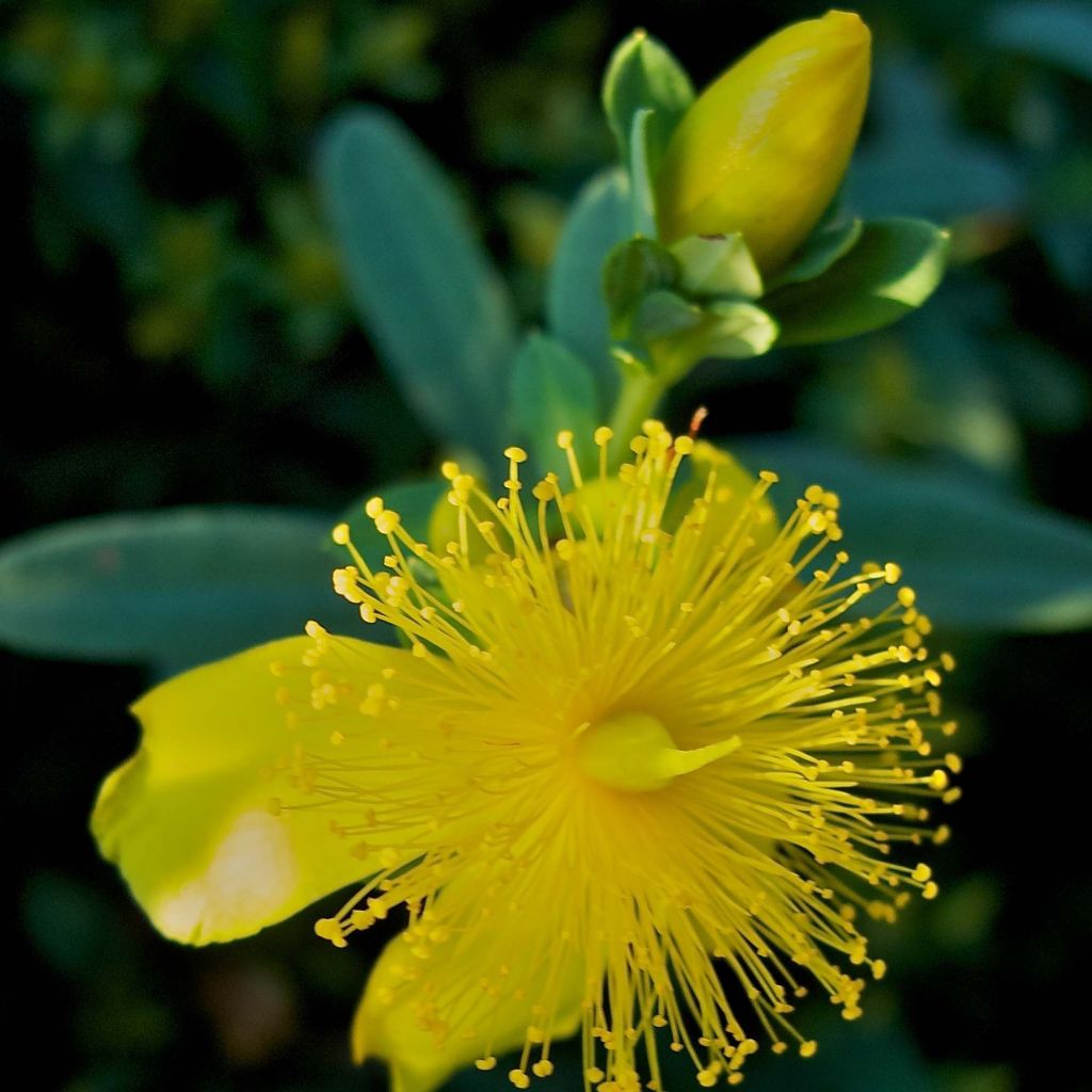 Millepertuis Blue Velvet NOBLE® - Hypericum kalmianum