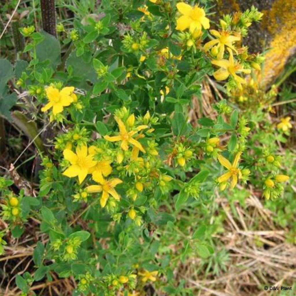 Hypericum perforatum - Johanniskraut