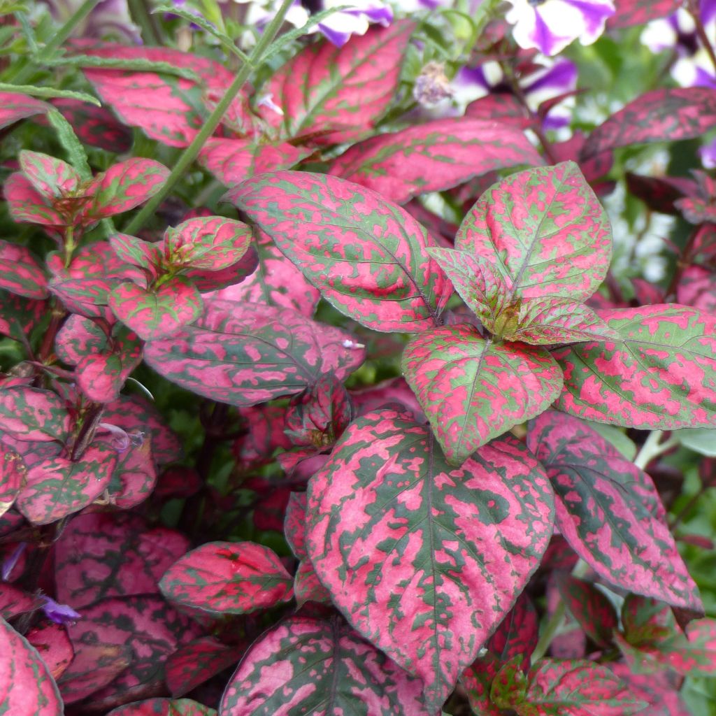 Hypoestes Hippo Red Mini-mottes