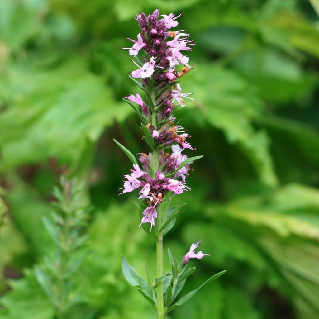 Hyssopus officinalis f. roseus