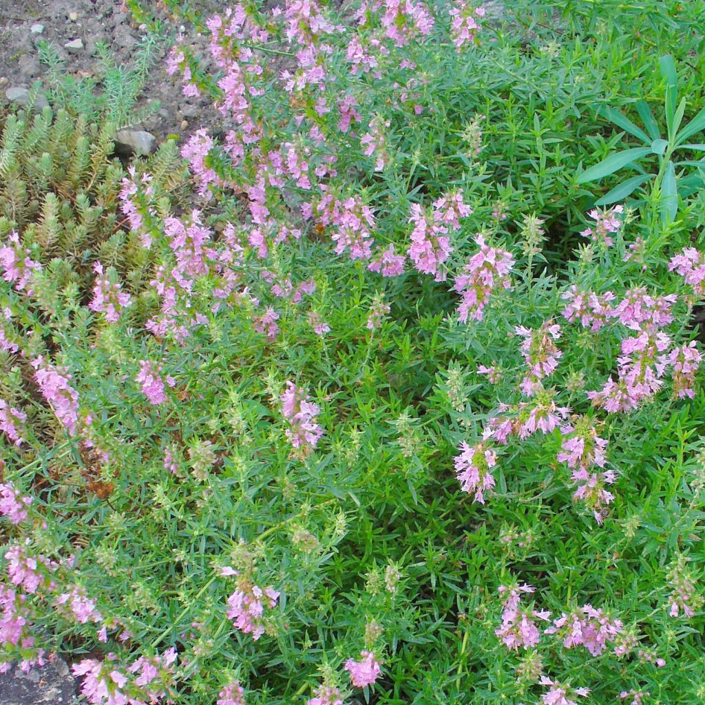 Hyssopus officinalis f. roseus