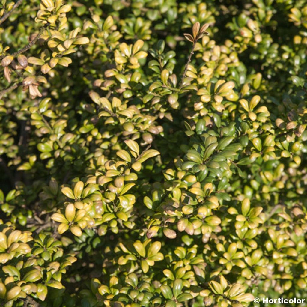 Japanische Stechpalme Convexa (In eine Kugel schneiden) - Ilex crenata