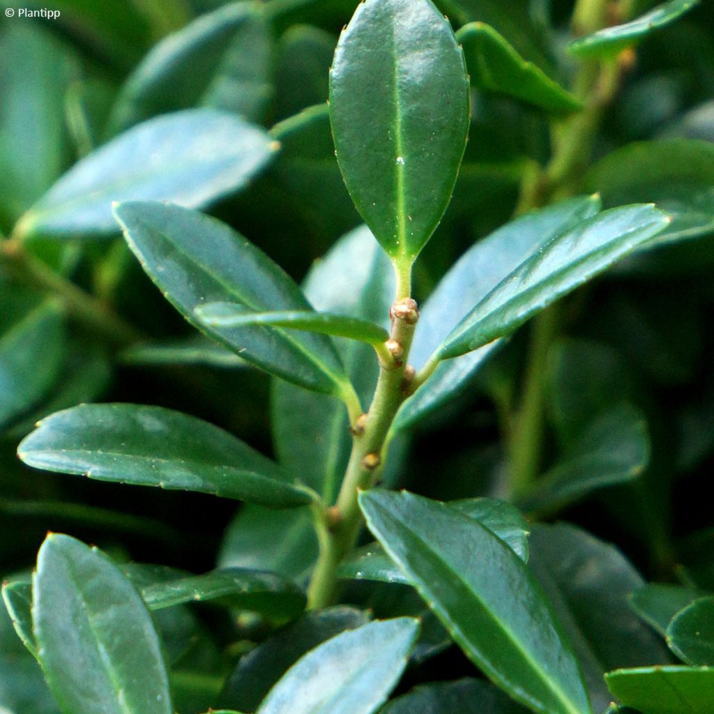 Japanische Stechpalme Luxus Hedge - Ilex crenata