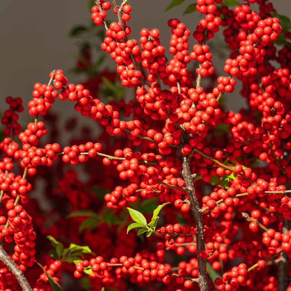 Ilex verticillata Magical Berry Winterberry