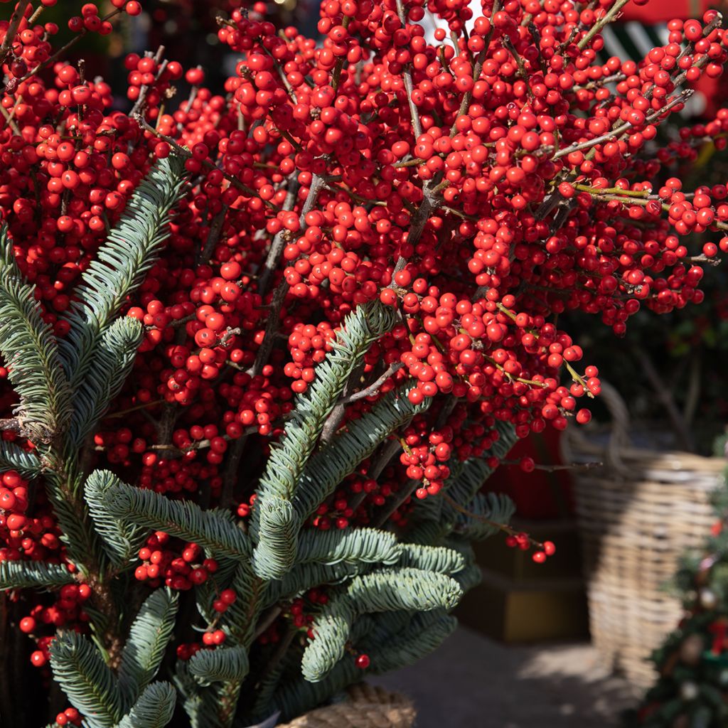 Ilex verticillata Magical Berry Winterberry