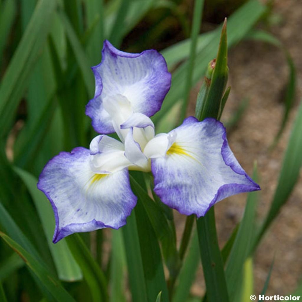 Iris ensata Gracieuse - Japanische Schwertlilie