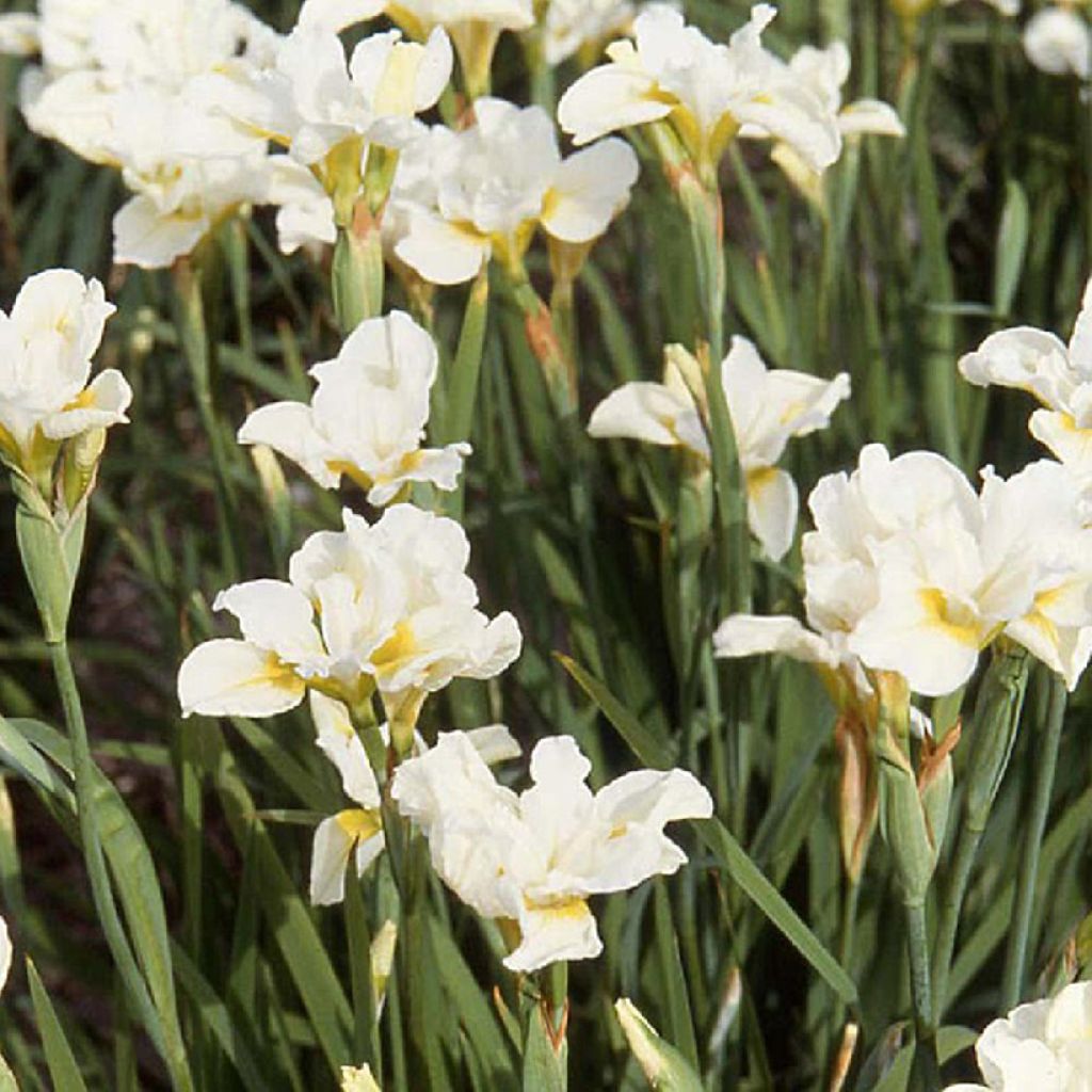 Iris sibirica Weisser Orient - Sibirische Schwertlilie