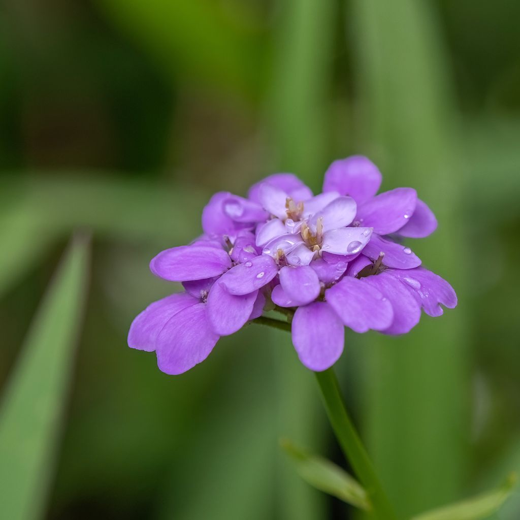 Iberis Absolutely Amethyst - Immergrüne Schleifenblume