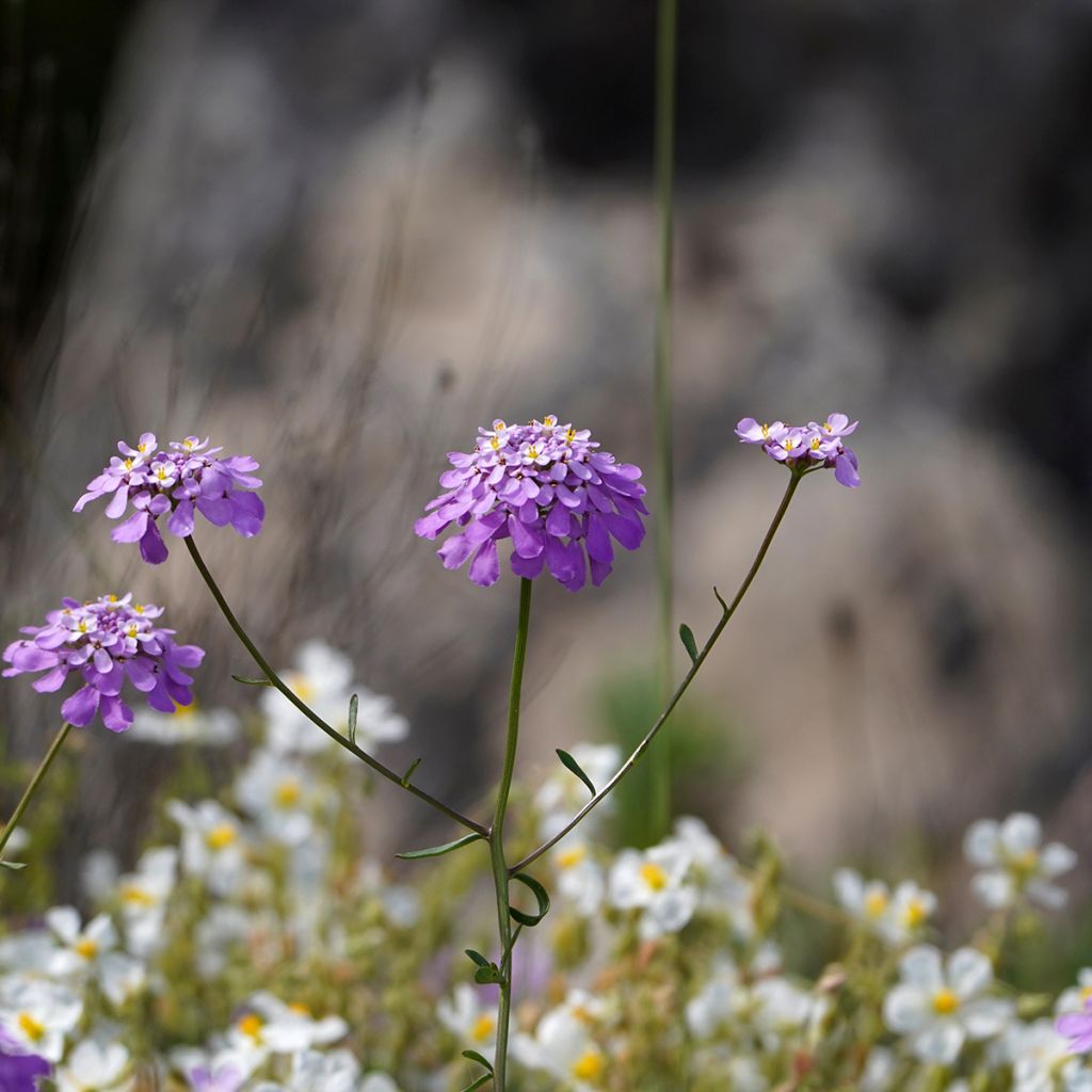 Iberis Absolutely Amethyst - Immergrüne Schleifenblume