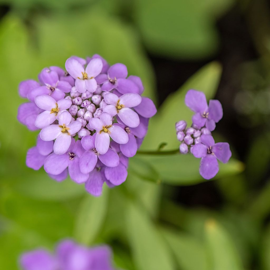 Iberis Absolutely Amethyst - Immergrüne Schleifenblume