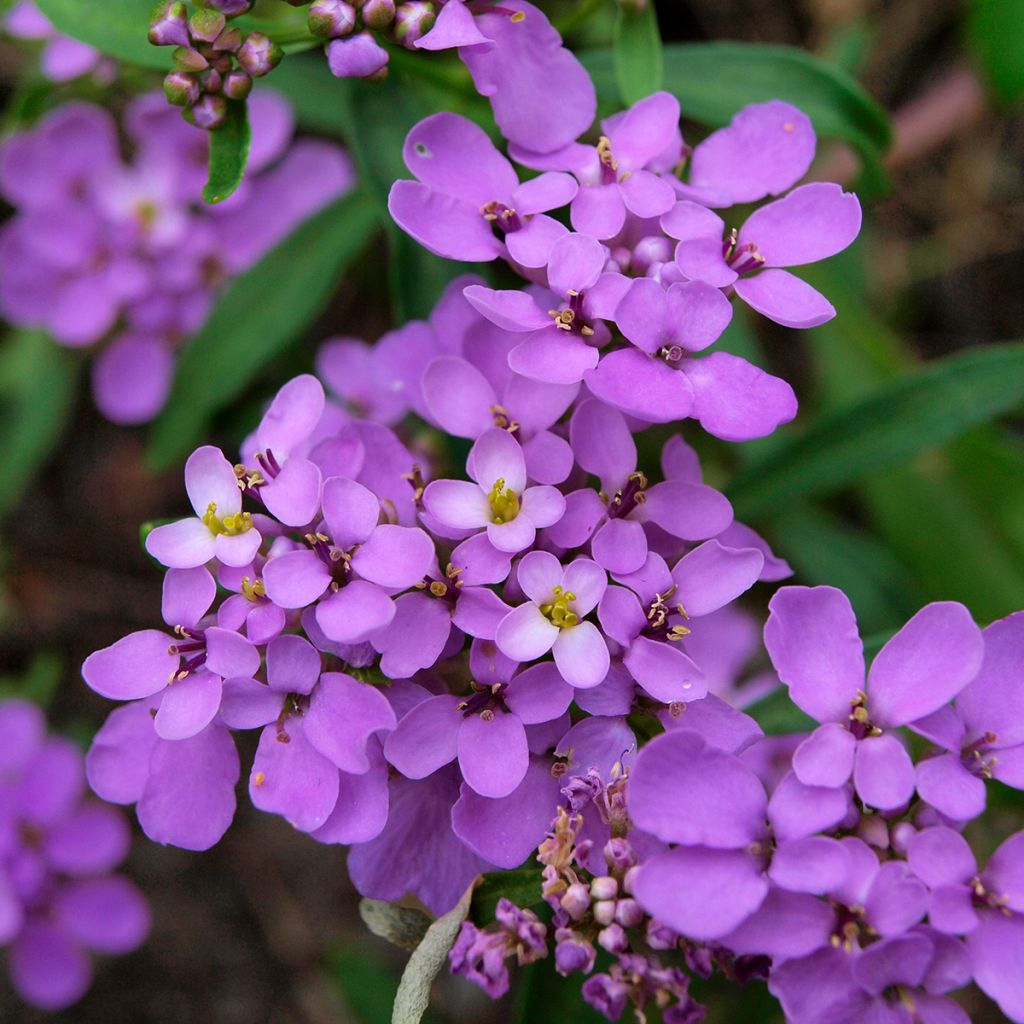 Iberis Absolutely Amethyst - Immergrüne Schleifenblume