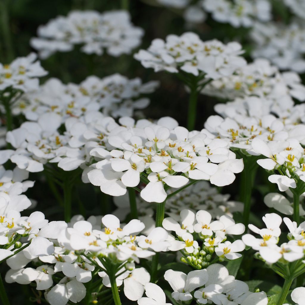 Iberis sempervirens Masterpiece - Corbeille d'argent 