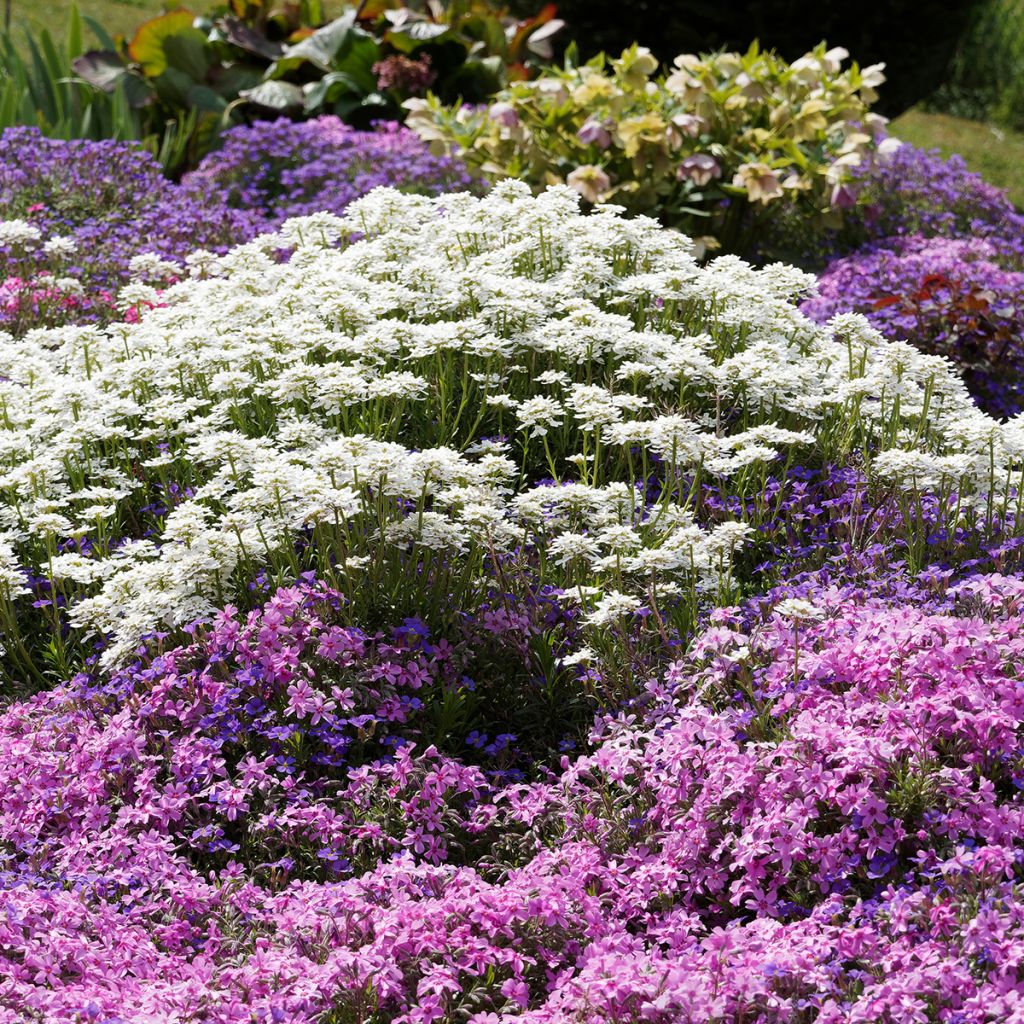 Iberis sempervirens Snowflake - Immergrüne Schleifenblume