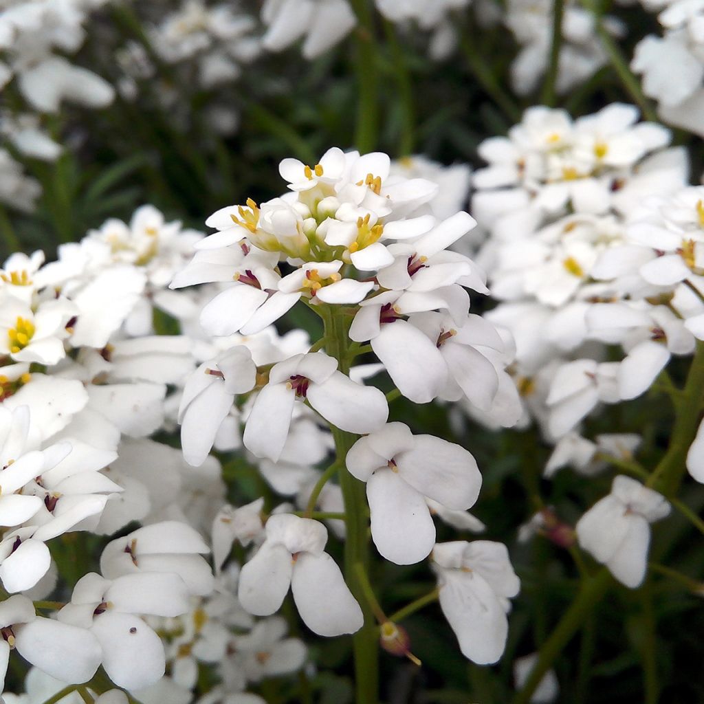 Iberis sempervirens Snowflake - Immergrüne Schleifenblume