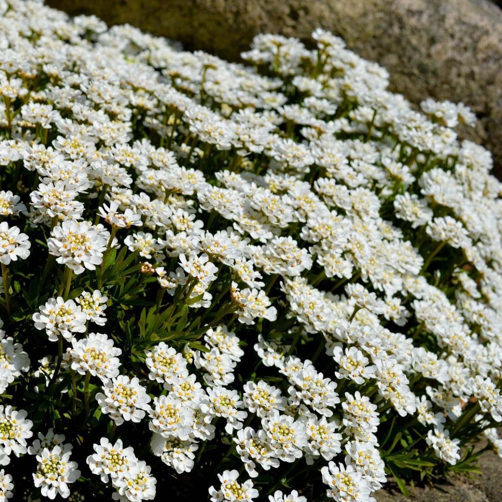 Iberis sempervirens - Immergrüne Schleifenblume