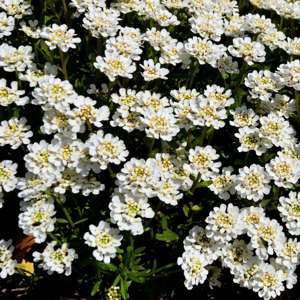 Iberis sempervirens - Immergrüne Schleifenblume