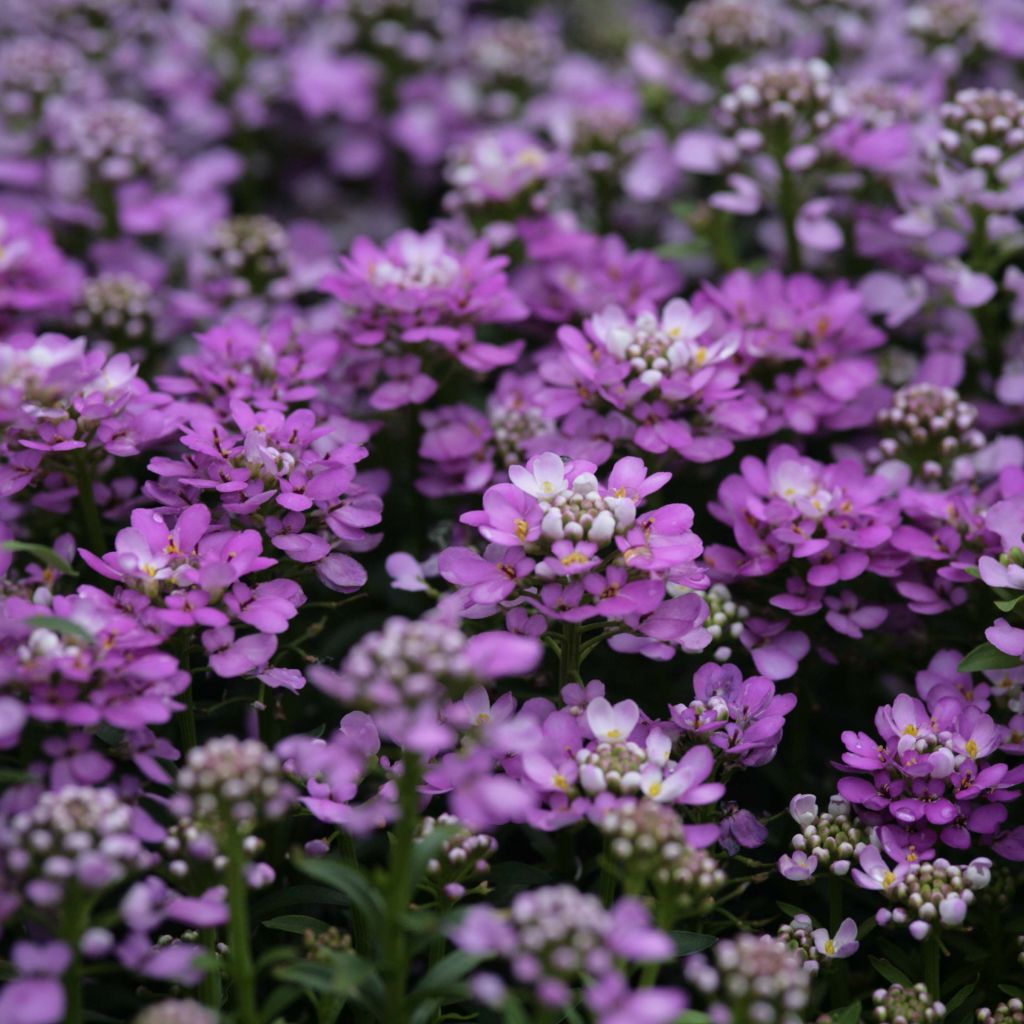 Iberis sempervirens Absolutely Amethyst - Corbeille d'argent 