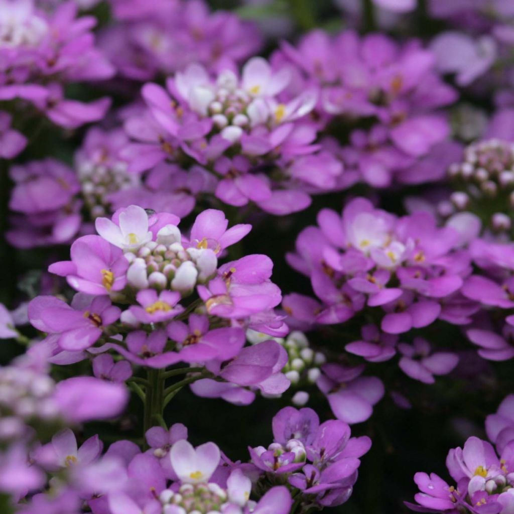 Iberis sempervirens Absolutely Amethyst - Corbeille d'argent 