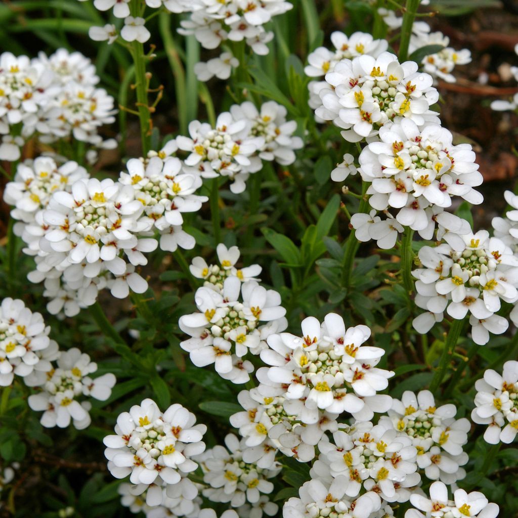 Iberis sempervirens Alexander White - Immergrüne Schleifenblume