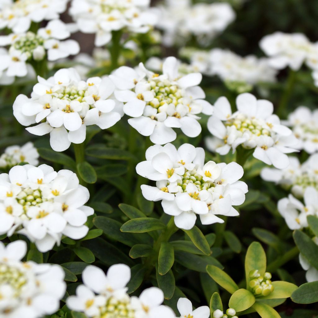 Iberis sempervirens Alexander White - Immergrüne Schleifenblume