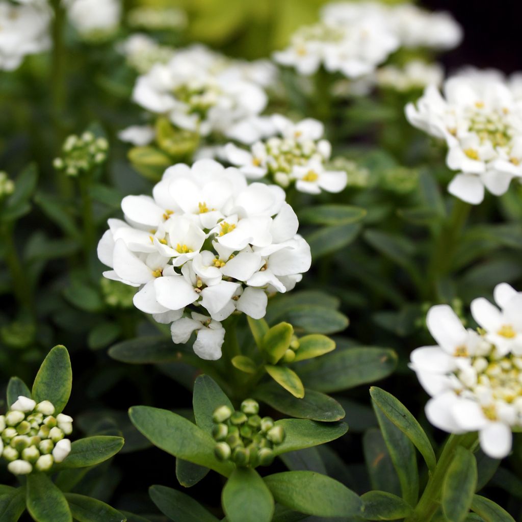 Iberis sempervirens Alexander White - Immergrüne Schleifenblume