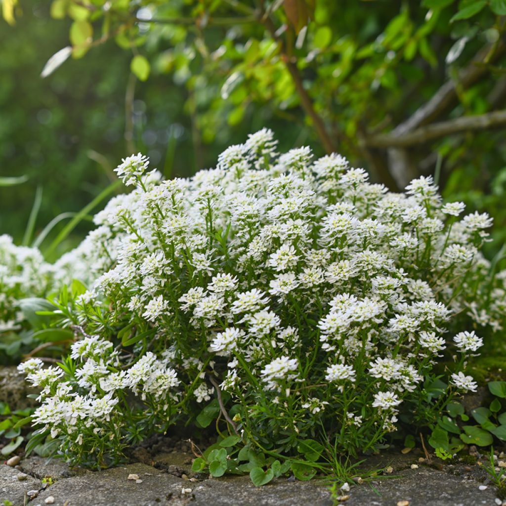 Iberis sempervirens Alexander White - Immergrüne Schleifenblume