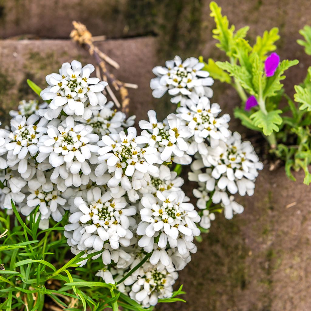 Iberis sempervirens - Corbeille d'argent