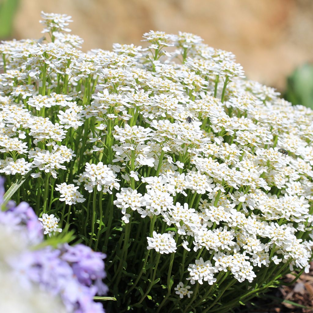 Iberis sempervirens - Immergrüne Schleifenblume