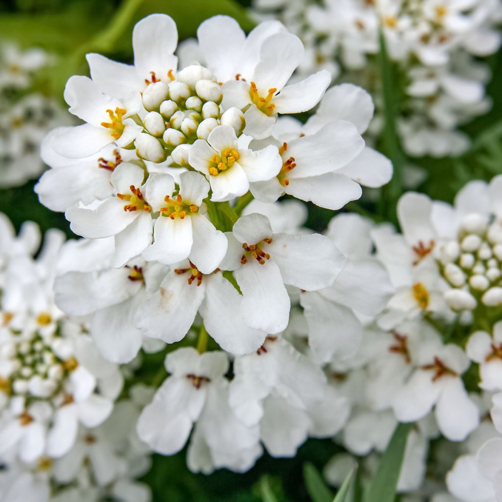 Iberis sempervirens - Immergrüne Schleifenblume