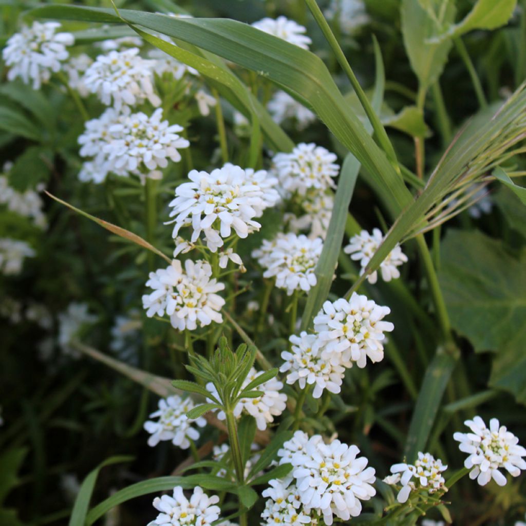 Iberis sempervirens - Immergrüne Schleifenblume