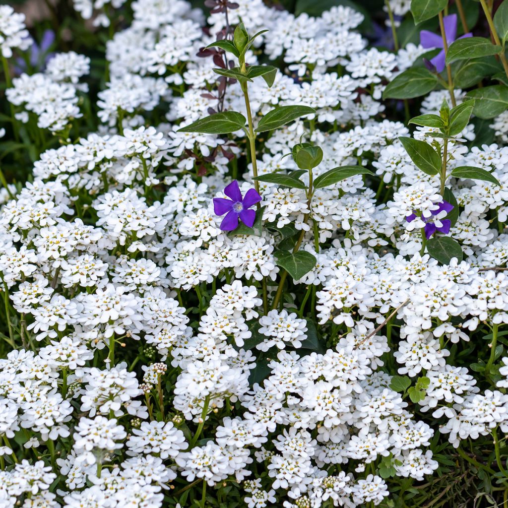 Iberis sempervirens - Immergrüne Schleifenblume