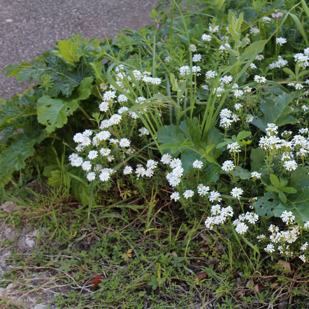 Iberis sempervirens - Immergrüne Schleifenblume