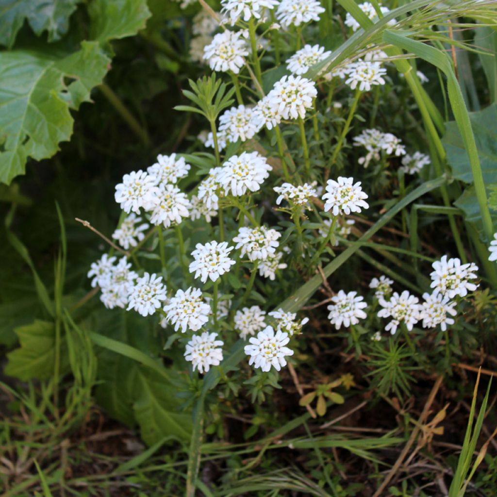 Iberis sempervirens - Immergrüne Schleifenblume