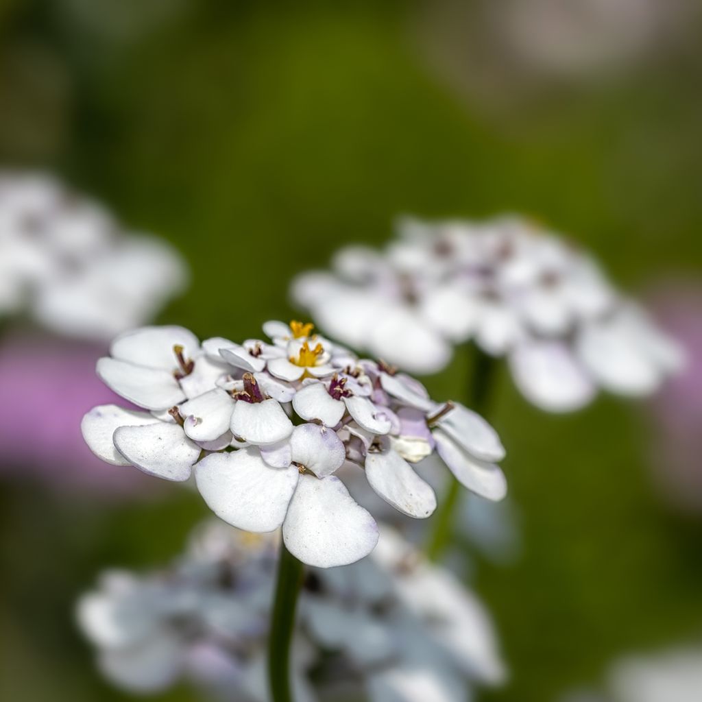 Iberis sempervirens Masterpiece - Corbeille d'argent 