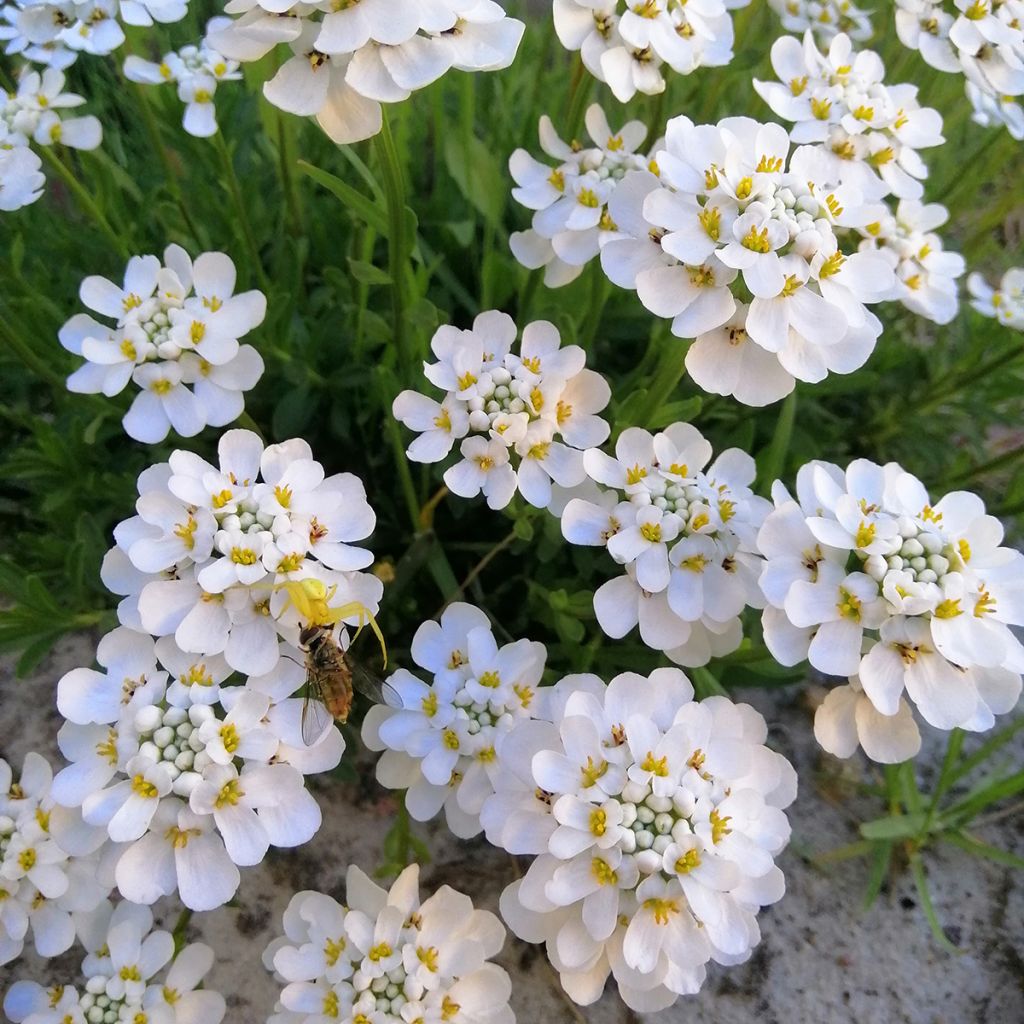 Iberis sempervirens Masterpiece - Immergrüne Schleifenblume