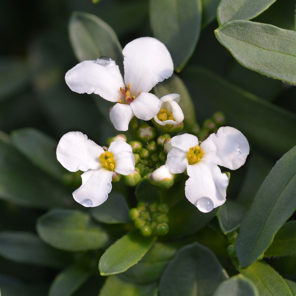 Iberis sempervirens Masterpiece - Immergrüne Schleifenblume