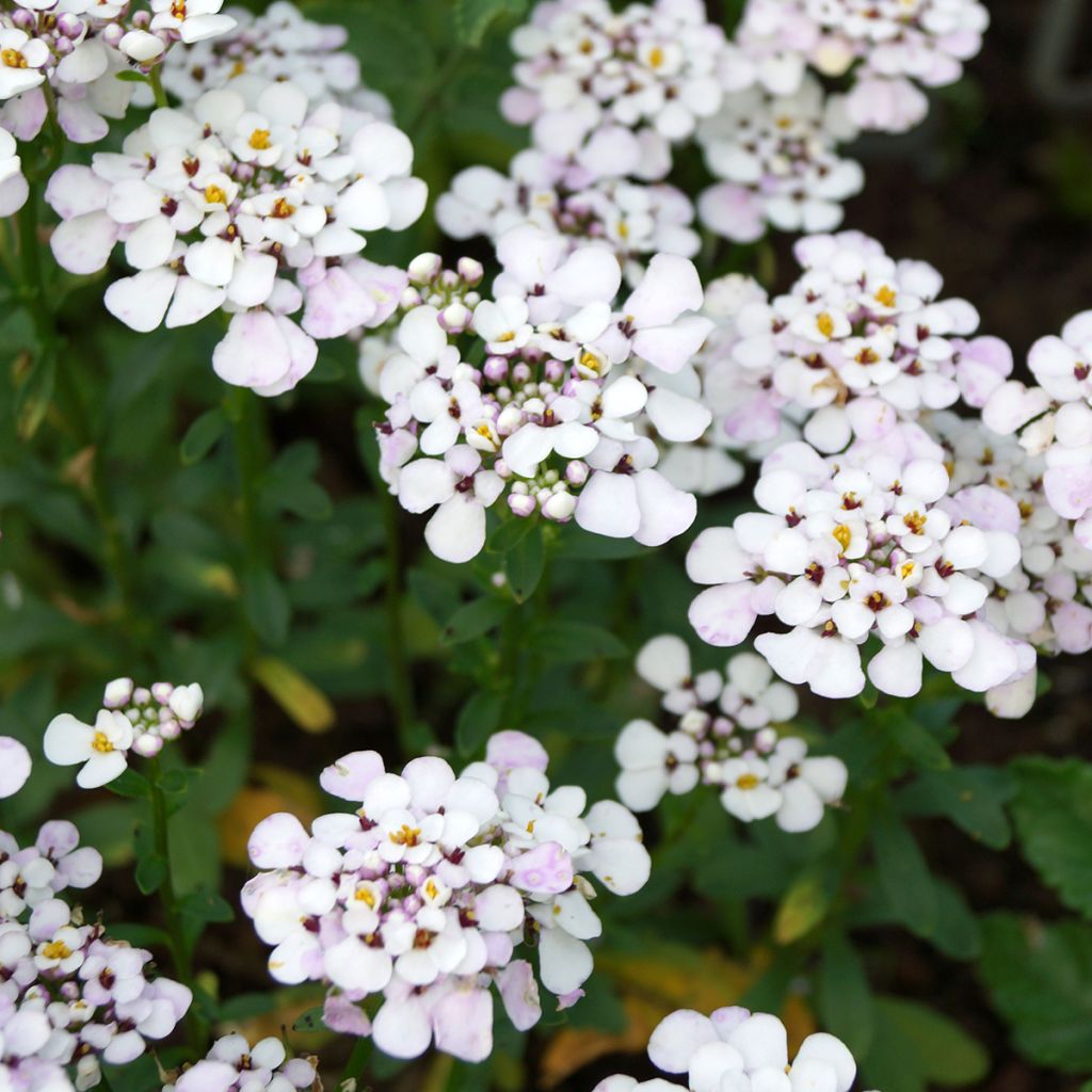 Iberis sempervirens Masterpiece - Immergrüne Schleifenblume